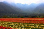 Arrival Srinagar Local Sight seeing